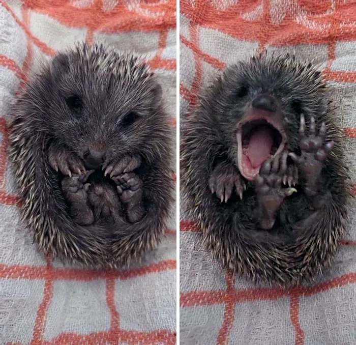 «Нашел этого парня, блуждающим возле моего дома».