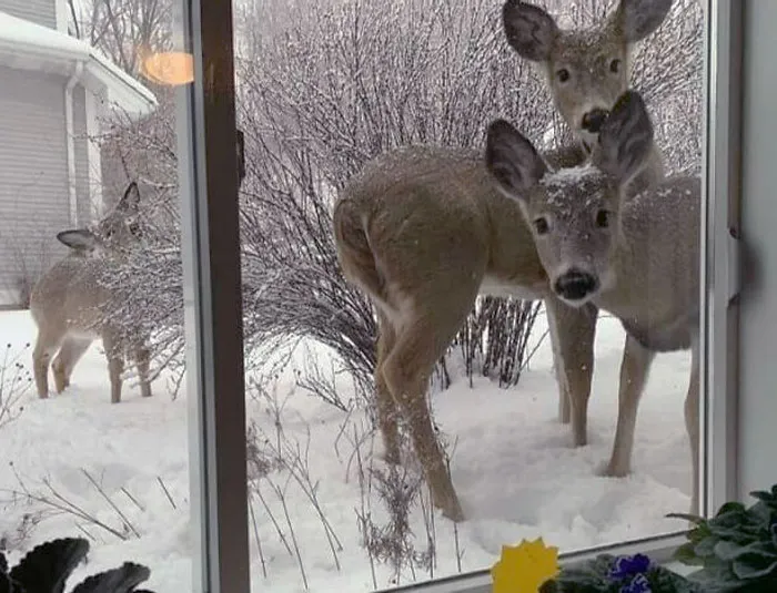 «Семья оленей пришла ко мне в гости».