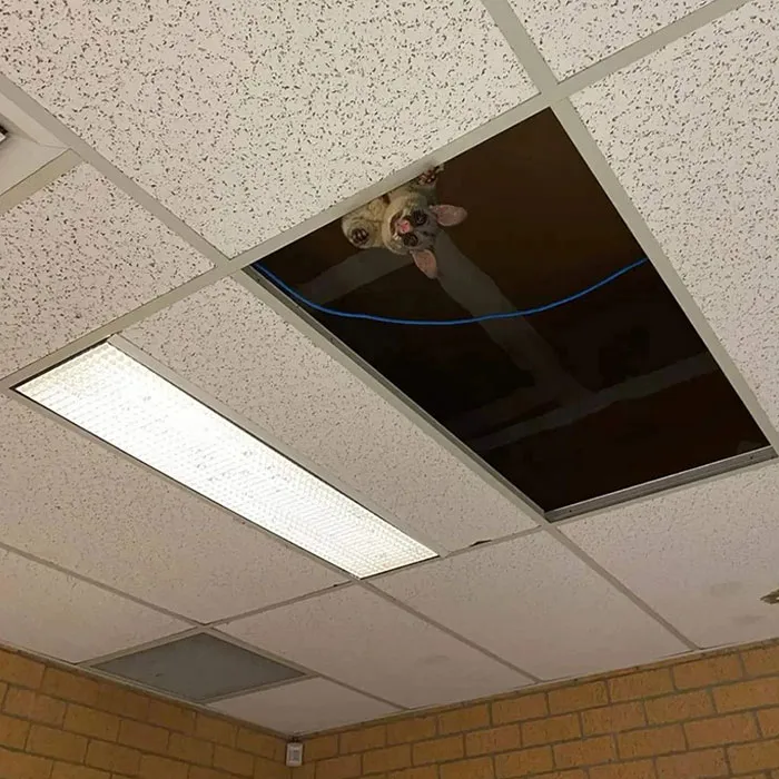 Нахальный маленький посетитель пришел к студентам университета.