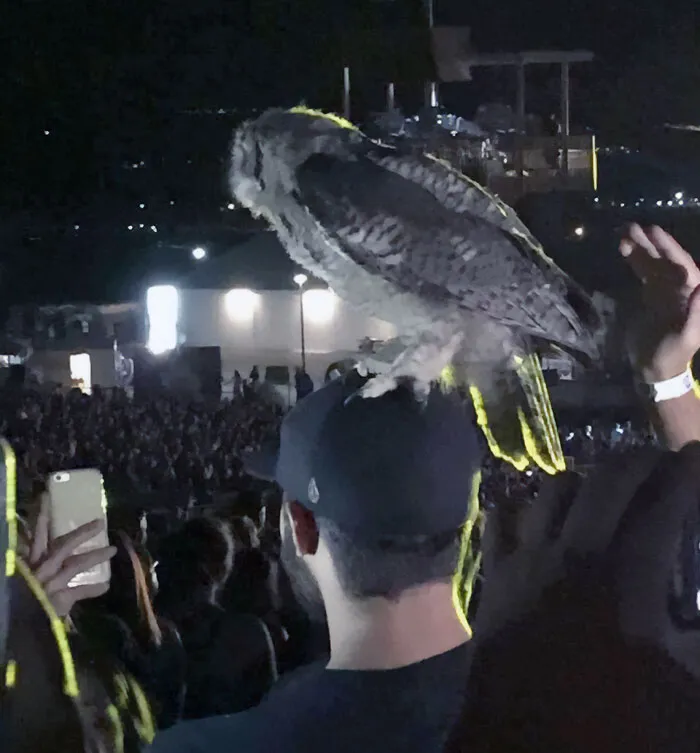 «Сова села на голову моего друга на концерте Люка Брайана».