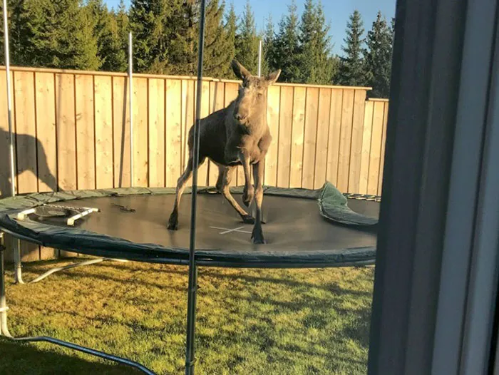 Лось решил повеселиться.