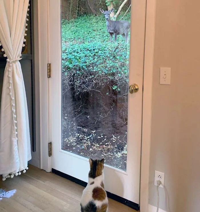 «Мой кот и проходящий мимо олень смотрели друг на друга в течение пяти минут».