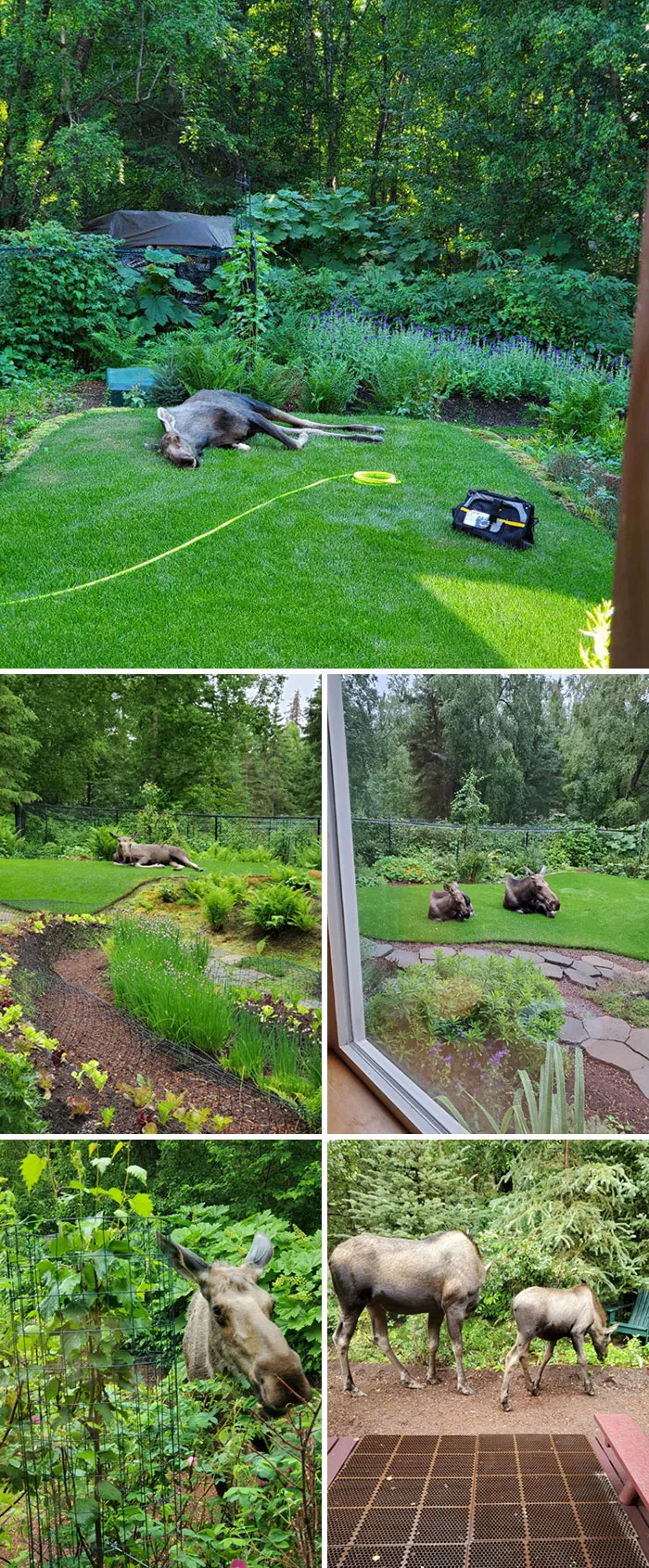 «Лоси в гостях у моего папы».