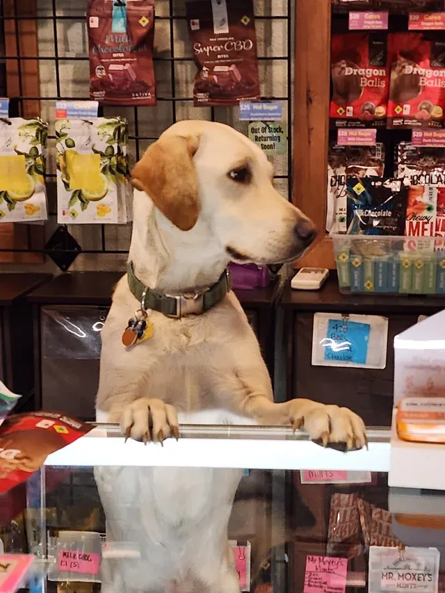 «Чем я могу Вам помочь сегодня?»