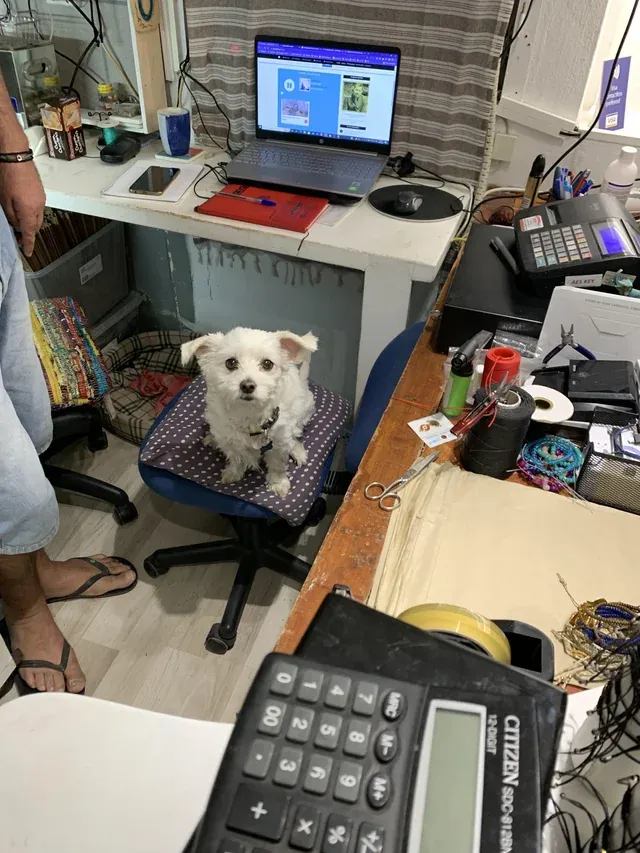 «Собака-продавец вместе со своим человеком-менеджером в одном из магазинов».