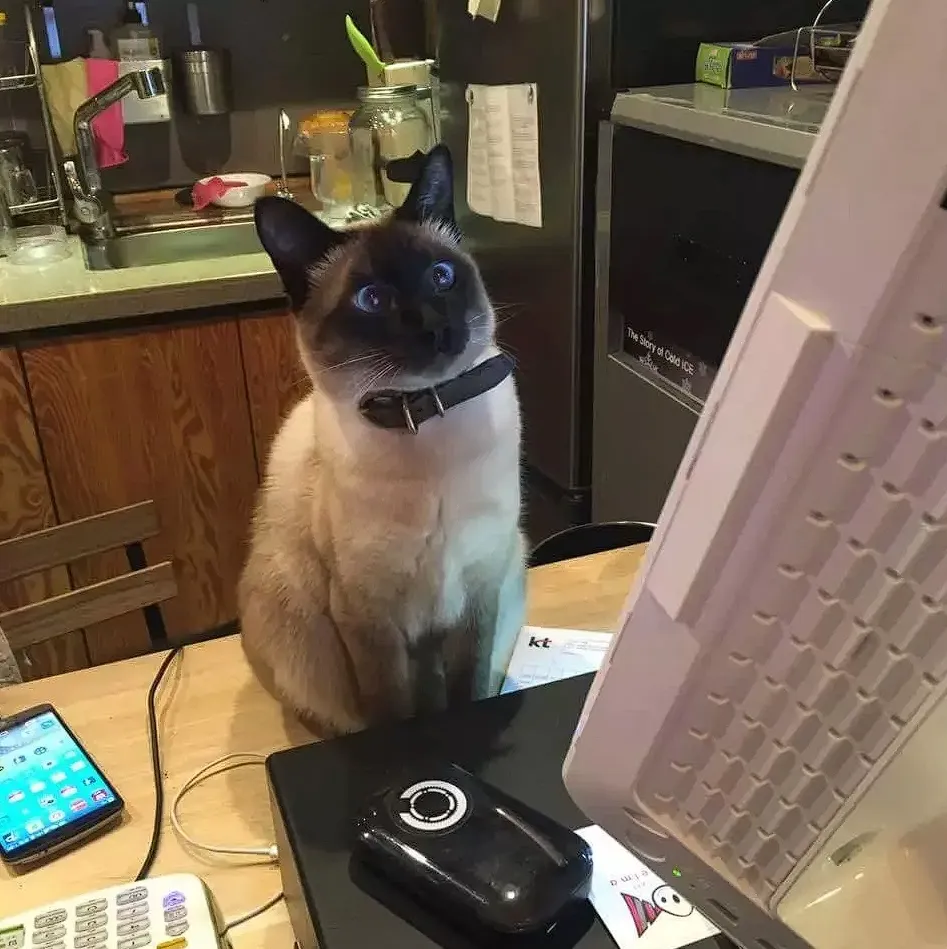 «В моем местном кафе появился новый владелец, но я думаю, что они пока знают, как заказать мне кофе…»