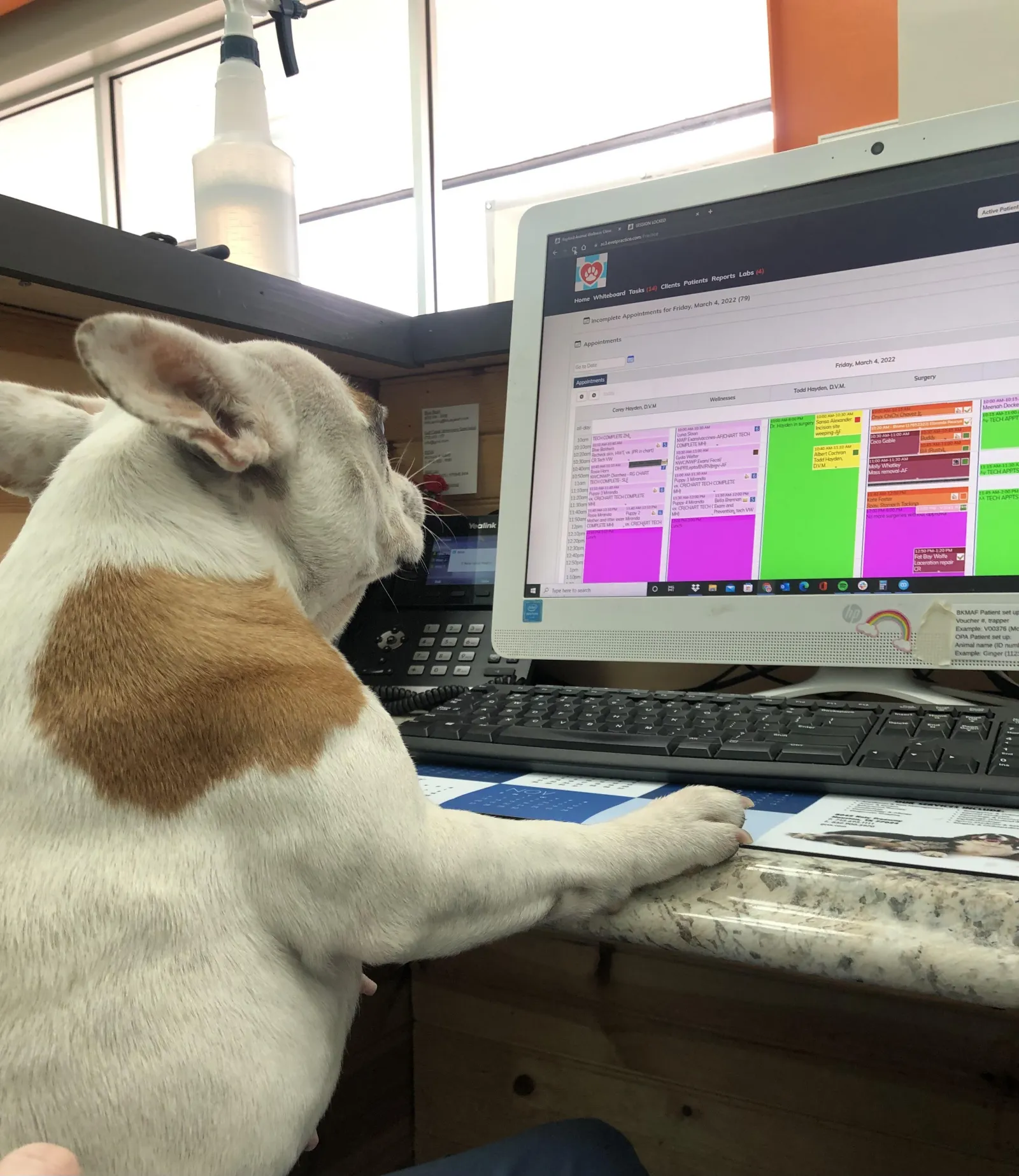 «Ветеринарный регистратор – Чонча».