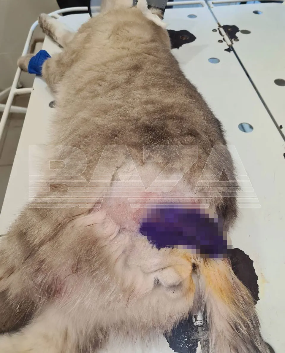 Раненый кот