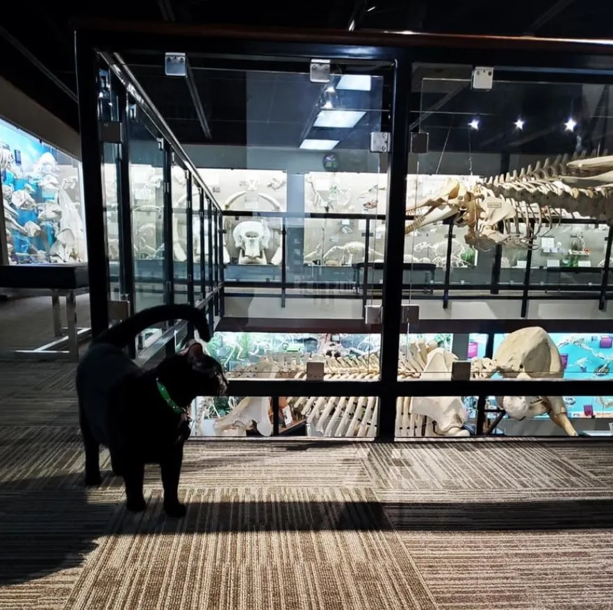 Инди гуляет по мезую.