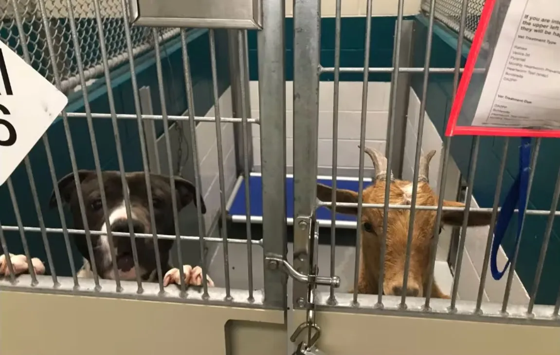 Корица и Феликс в приюте Wake County Animal Center.