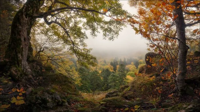 Краски осени.