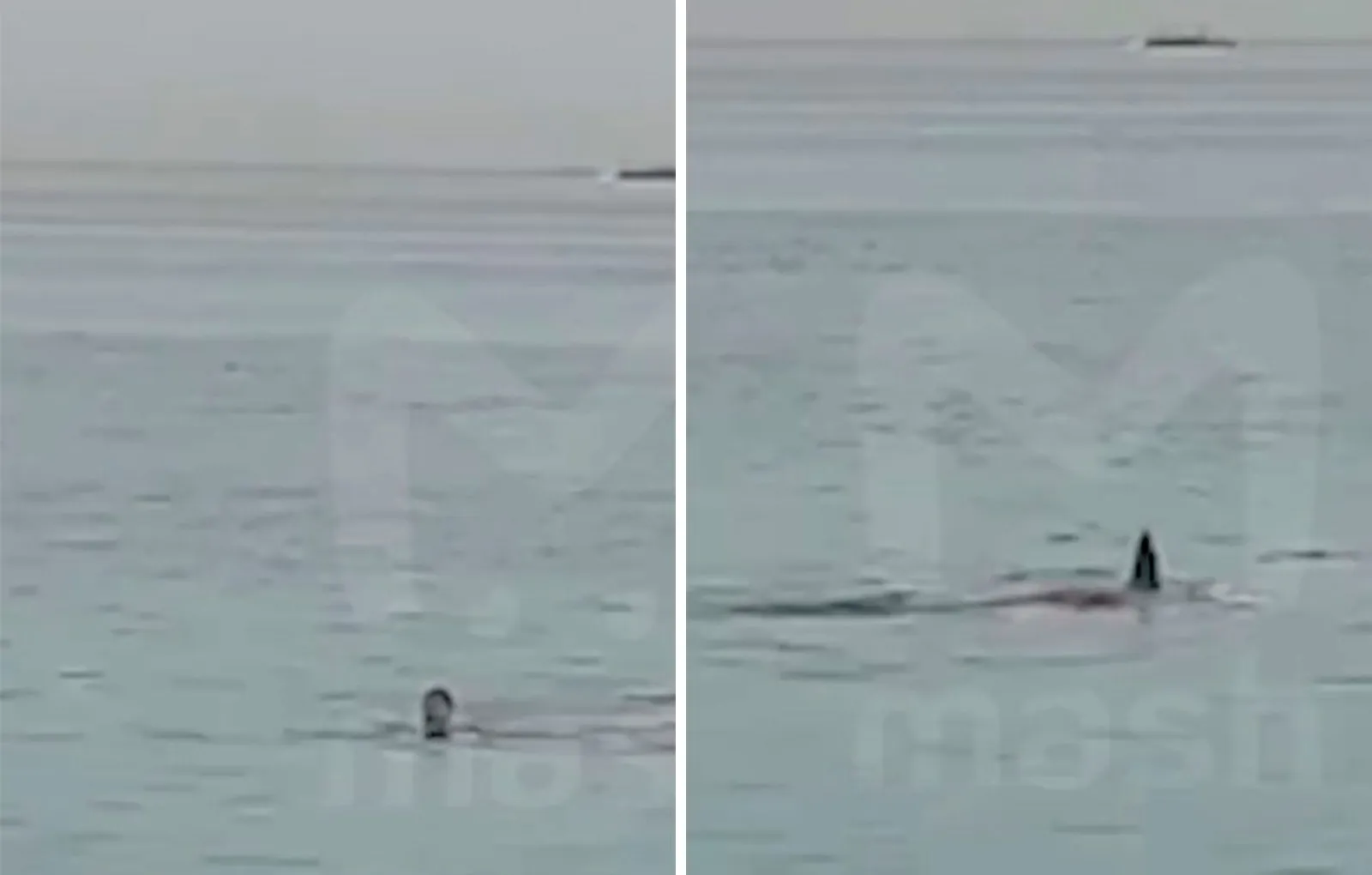 Хургада нападение. Акула напала на человека в Египте.