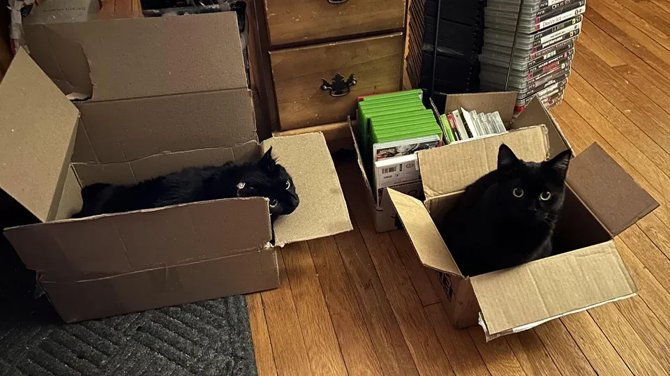 «Ловушки для кошек успешно активированы!»