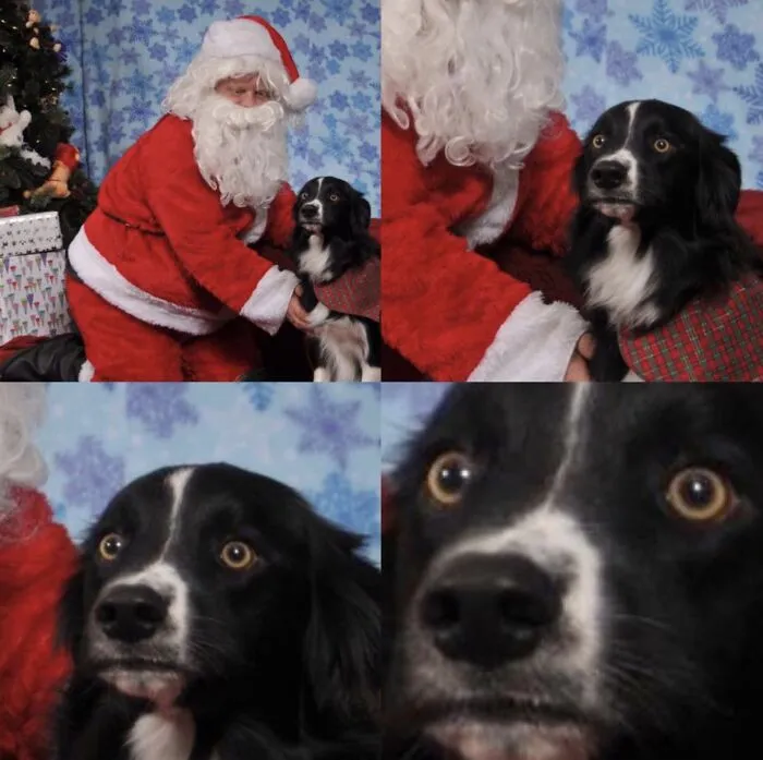 История о том, как собака встретила Деда Мороза.