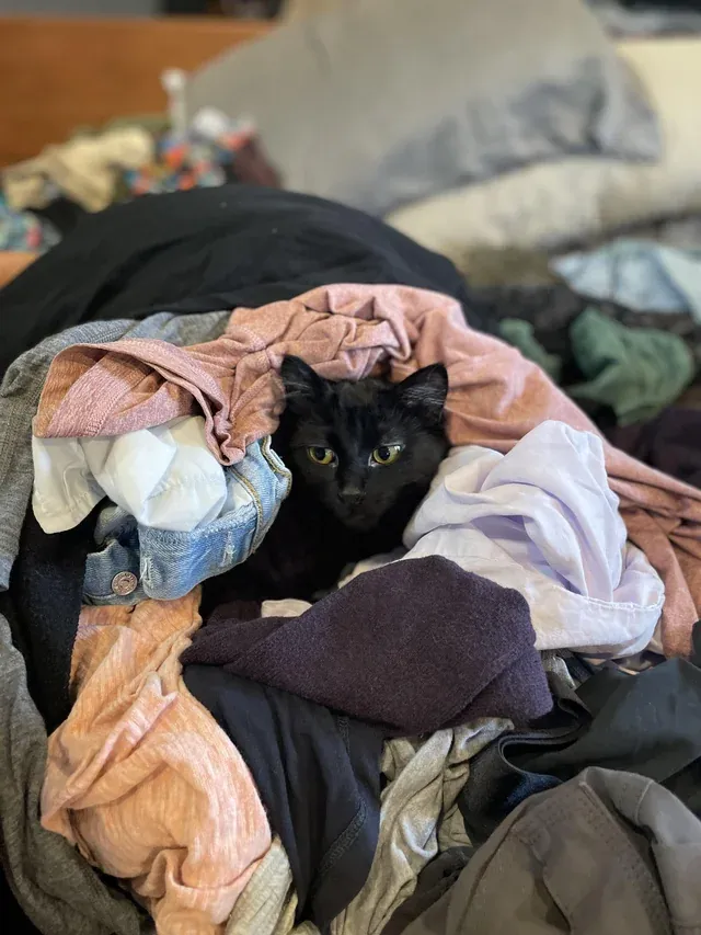 «Инспектор мягкости белья – рейтинг не определен».