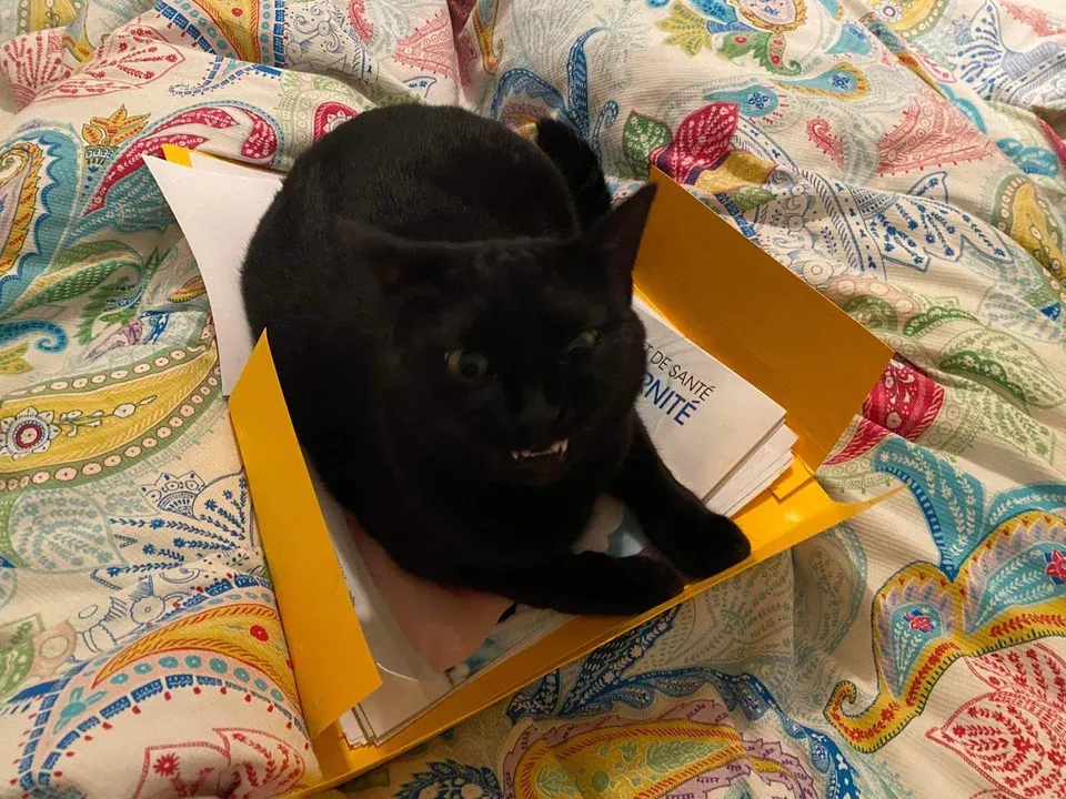 «Черные кошки — это что-то совершенно другое».