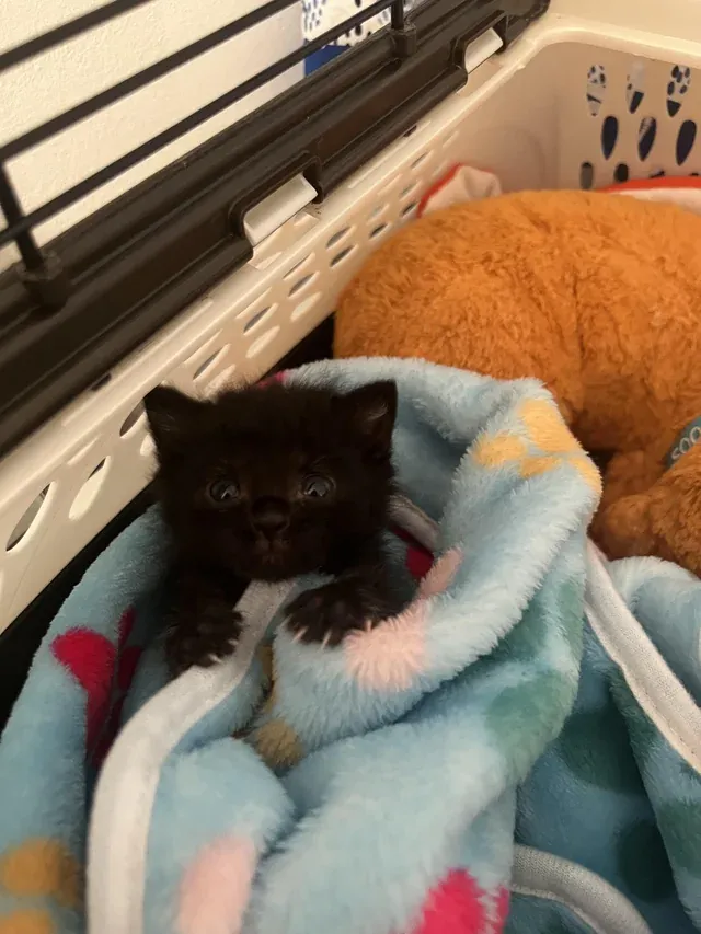 Маленькая пантера.