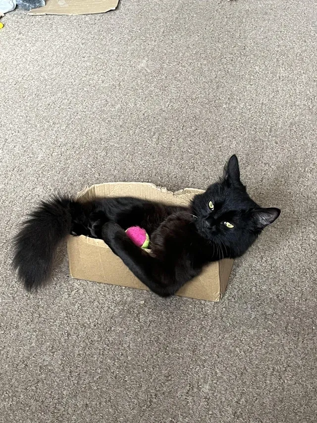 «Она похожа на водителя грузовика».