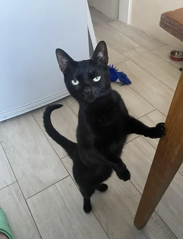 «Так она смотрит на меня, когда в духовке есть еда, но это не для нее».