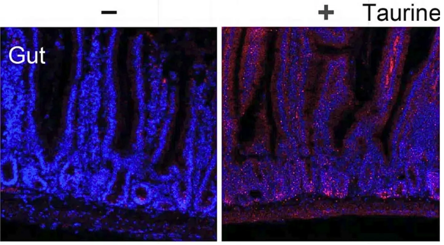 Красные точки справа показывают омоложенную ткань кишечника, усиленную таурином.