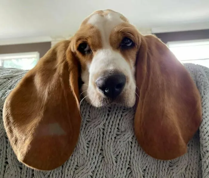 «Собака с большими ушами».