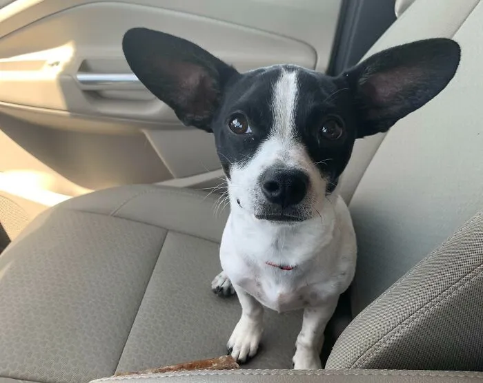 «У него нет ушей. Это антенны. Его послали на Землю шпионить за людьми».