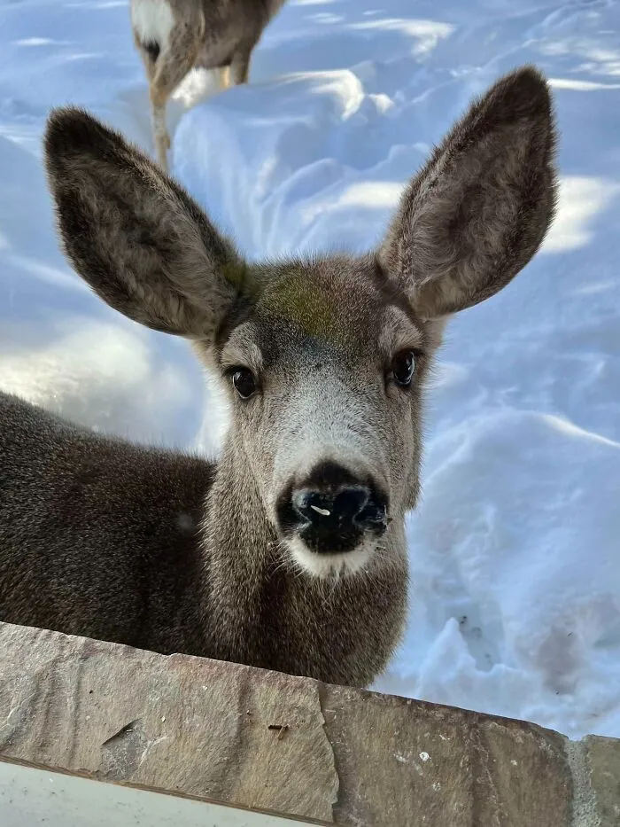 «Компаньон для завтрака».
