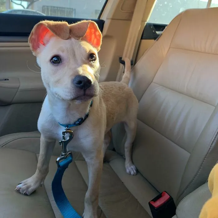 «Эти уши очаровательны».