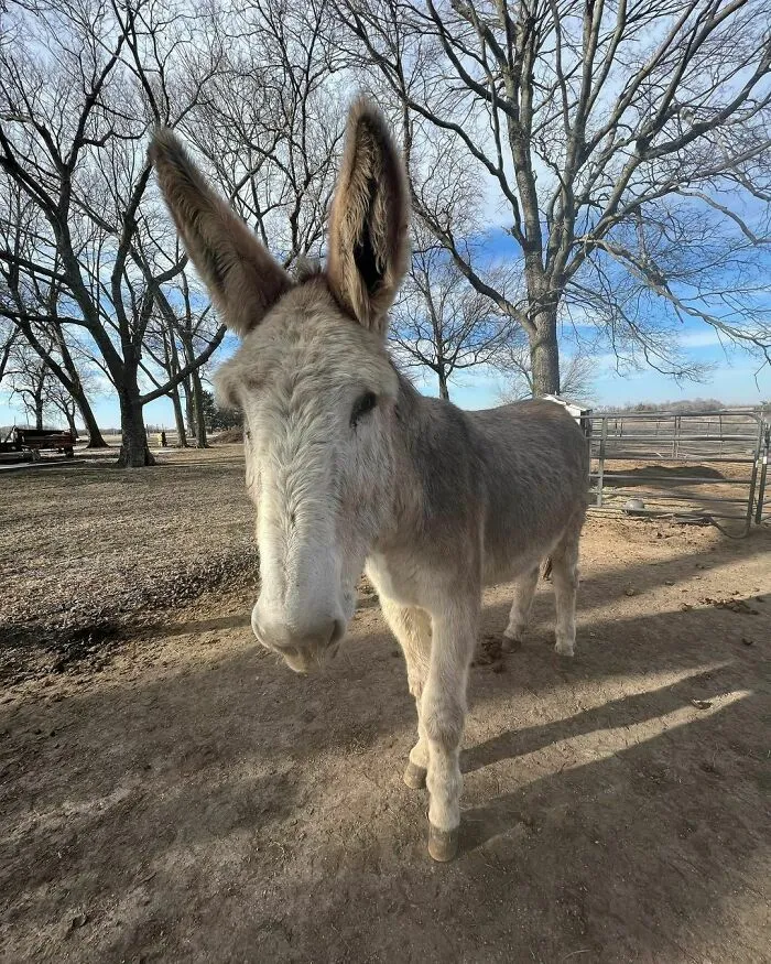 «Любимые ушки».