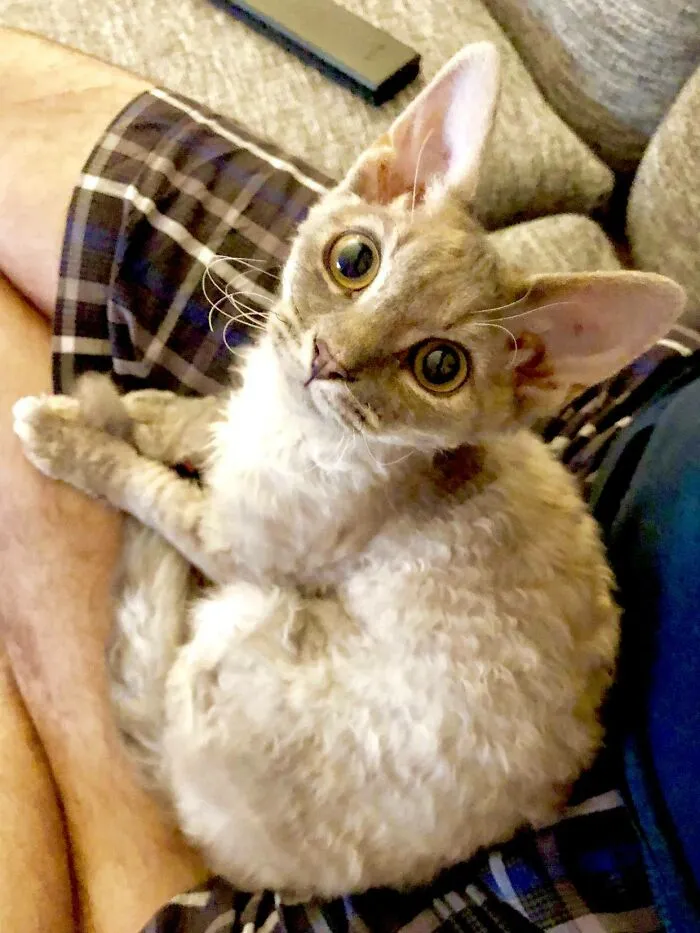 «У моего котенка очень большие уши и курчавая шерсть».