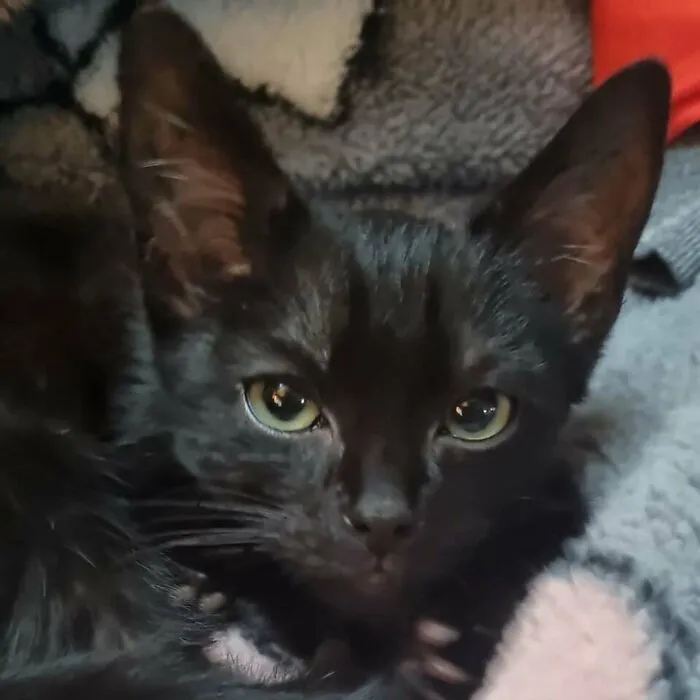 «Гибрид кошки и летучей мыши: котенок с очень длинными ушами».