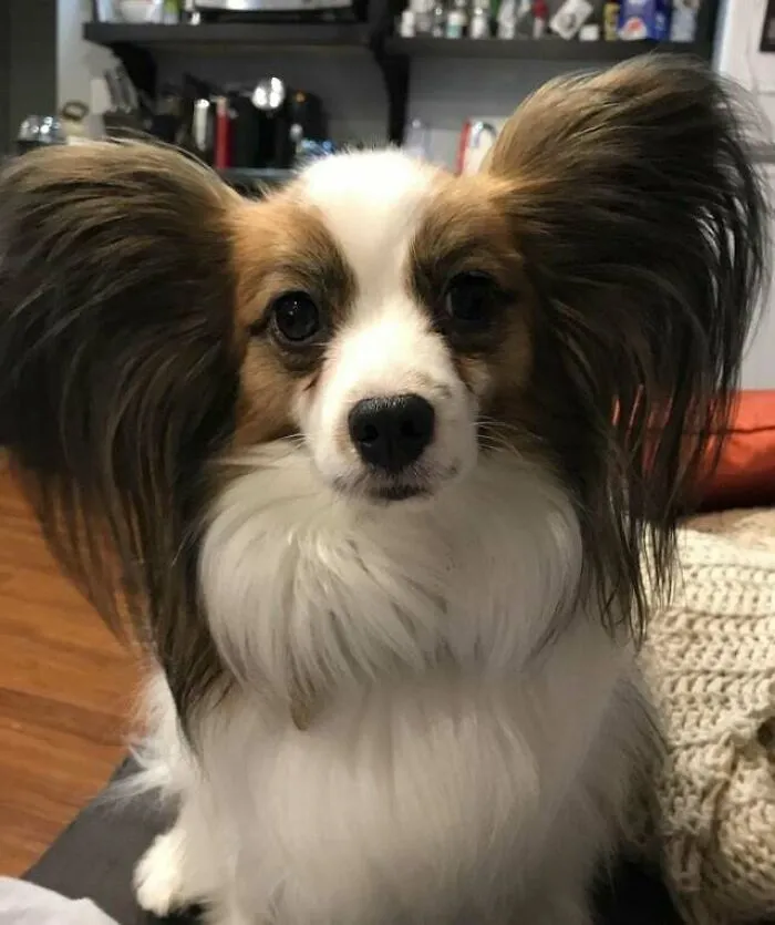 «Собака, которая избавила меня от неприязни к маленьким собакам. Познакомьтесь с Гизмо».