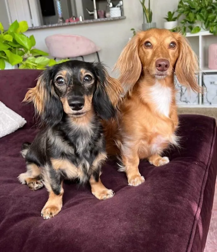 «Красивые девушки любят позировать для фотографий».