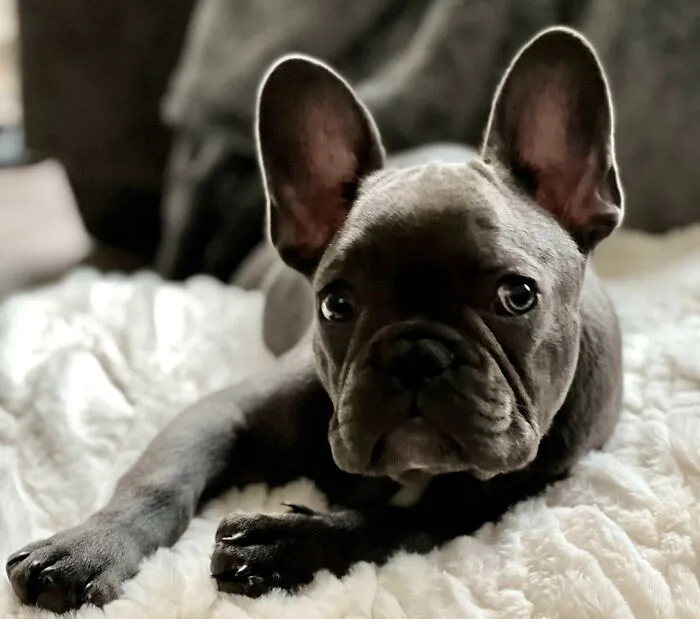 «Когда твои уши почти больше головы».