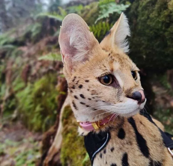 «Усердно слушать или почти не слушать?».