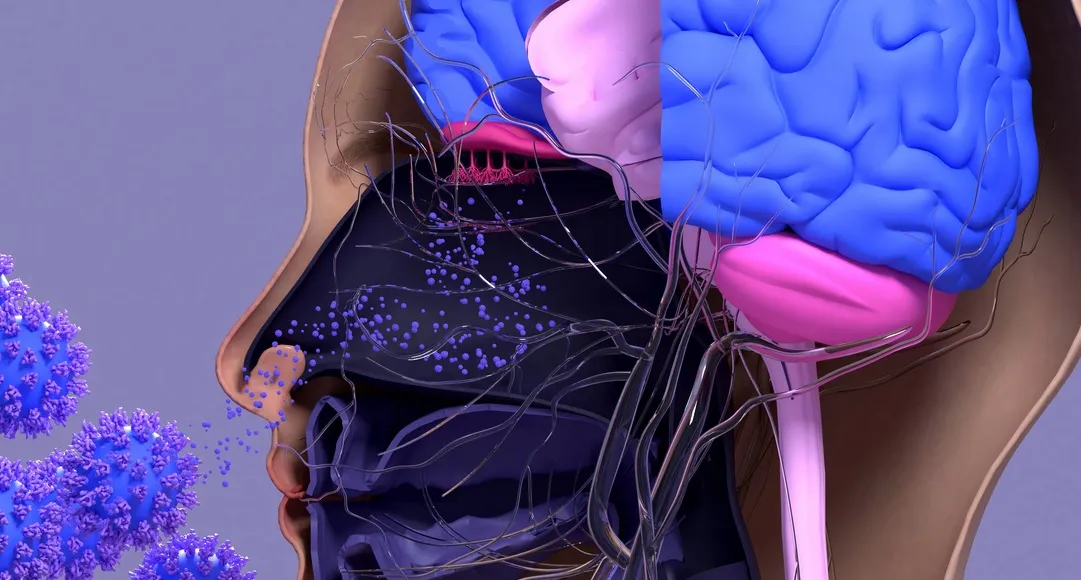 Когда обонятельный тракт постоянно воспалён, в итоге ведущие к гиппокампу пути тоже атрофируются.