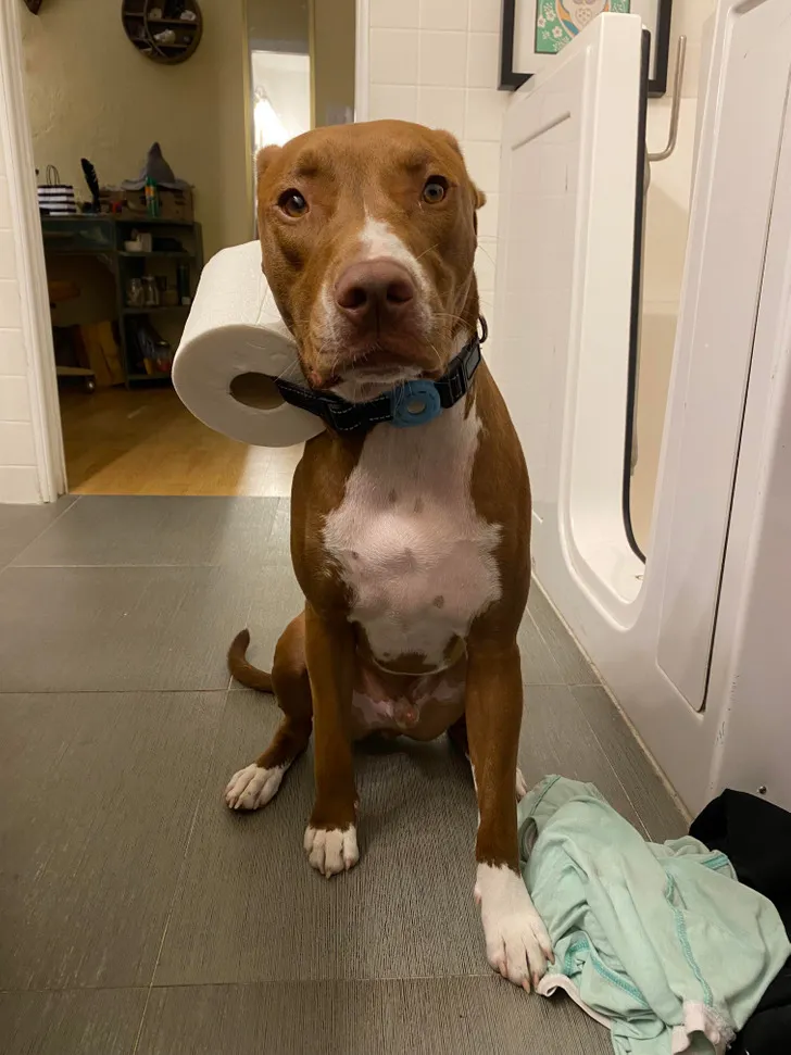 «Мне понадобилась туалетная бумага. Моя жена сказала мне позвать нашу собаку».