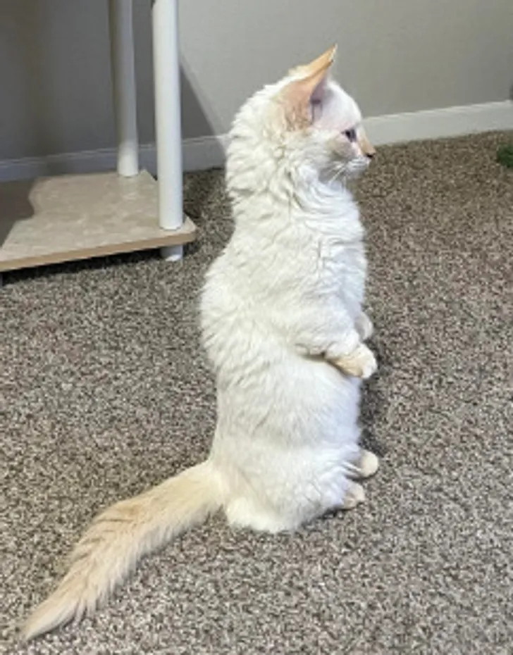 «Я только что приютил этого кота, который сидит, как сурок».