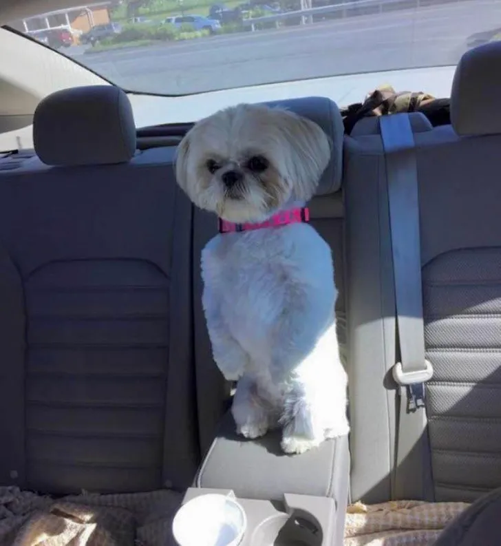 «Ждёт пока мама вернется в машину».