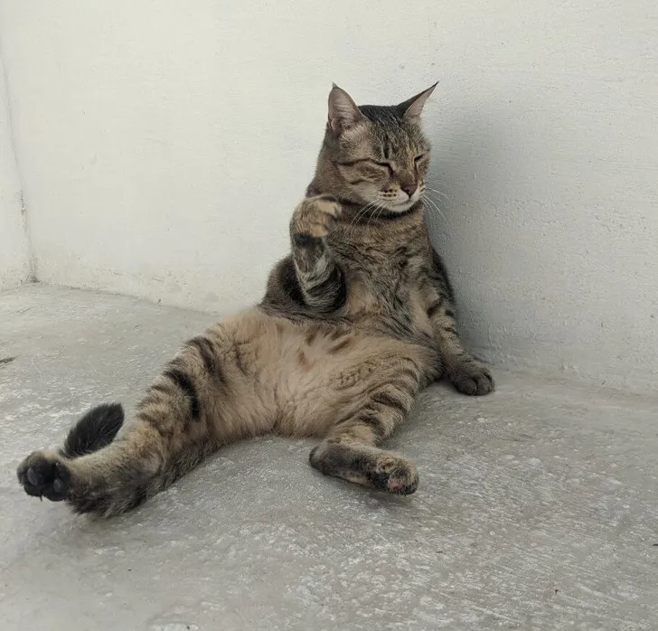 «Вот так сидит Инки, после того как сломал жалюзи».