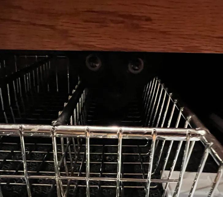 «Я слышал шум в шкафах, но ничего не мог найти. Наконец-то заглянул в ящик для столового серебра».