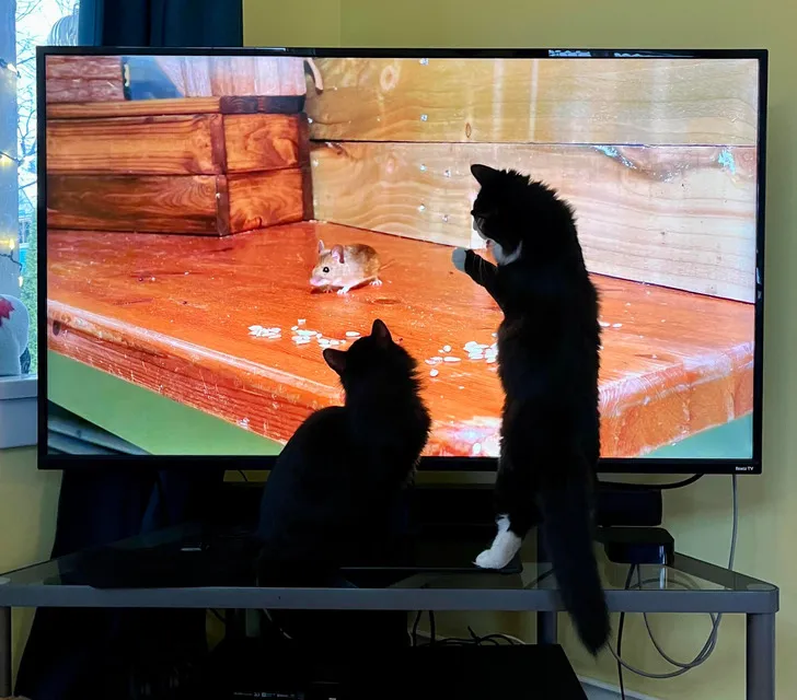 «Кошачье телевиденье».