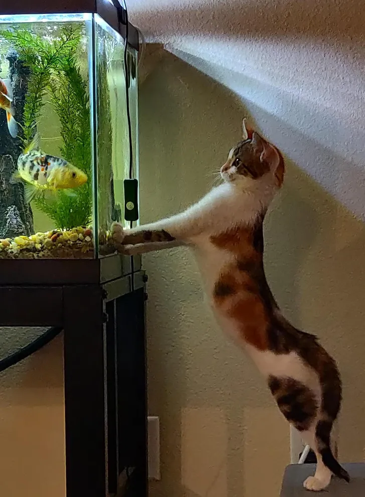 «Рыбы — друзья, а не еда».