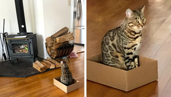 «Люси ждет, когда загорится огонь».