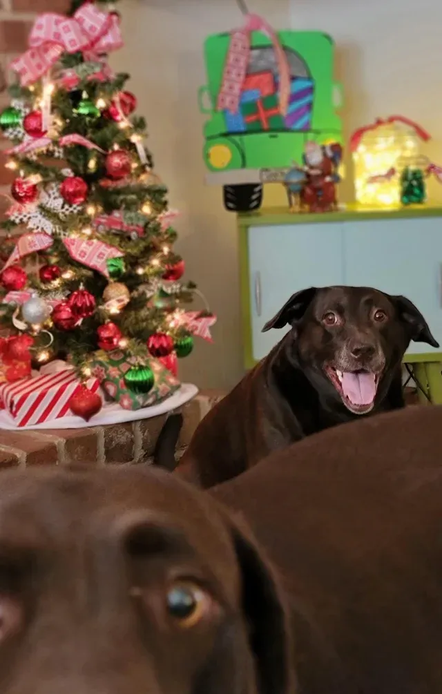 «Я тоже хочу быть на фото!»