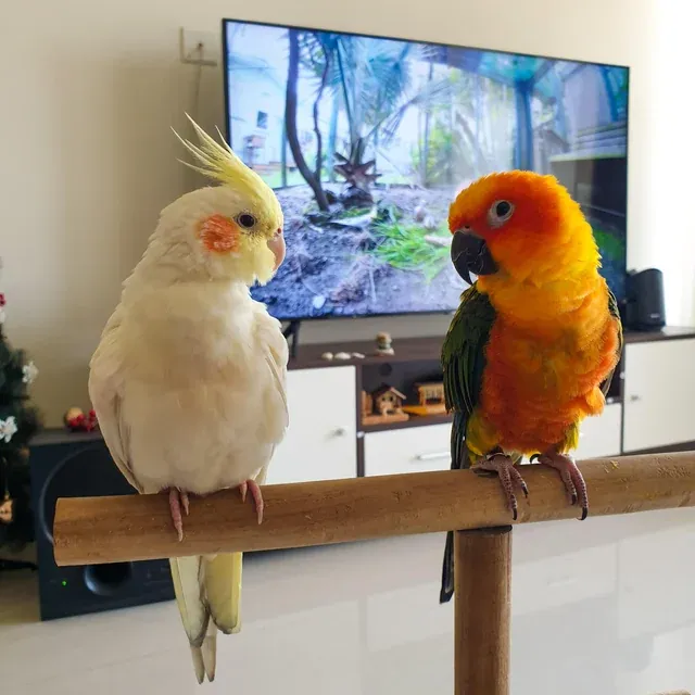 «Мои детки. Мистер Манго и Мисс Мишти».