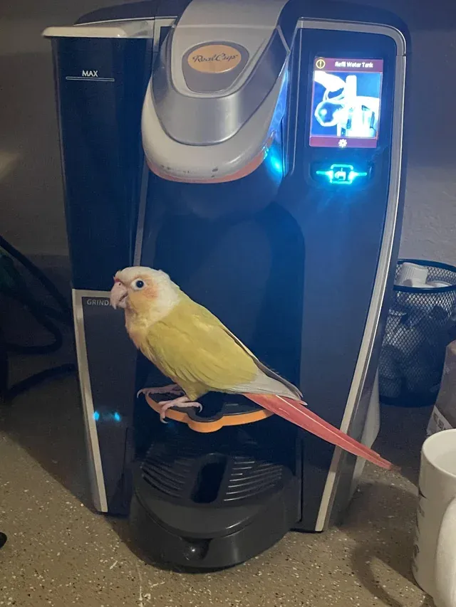 «Я сменил марку кофе, и теперь он слишком милый, чтобы его пить».