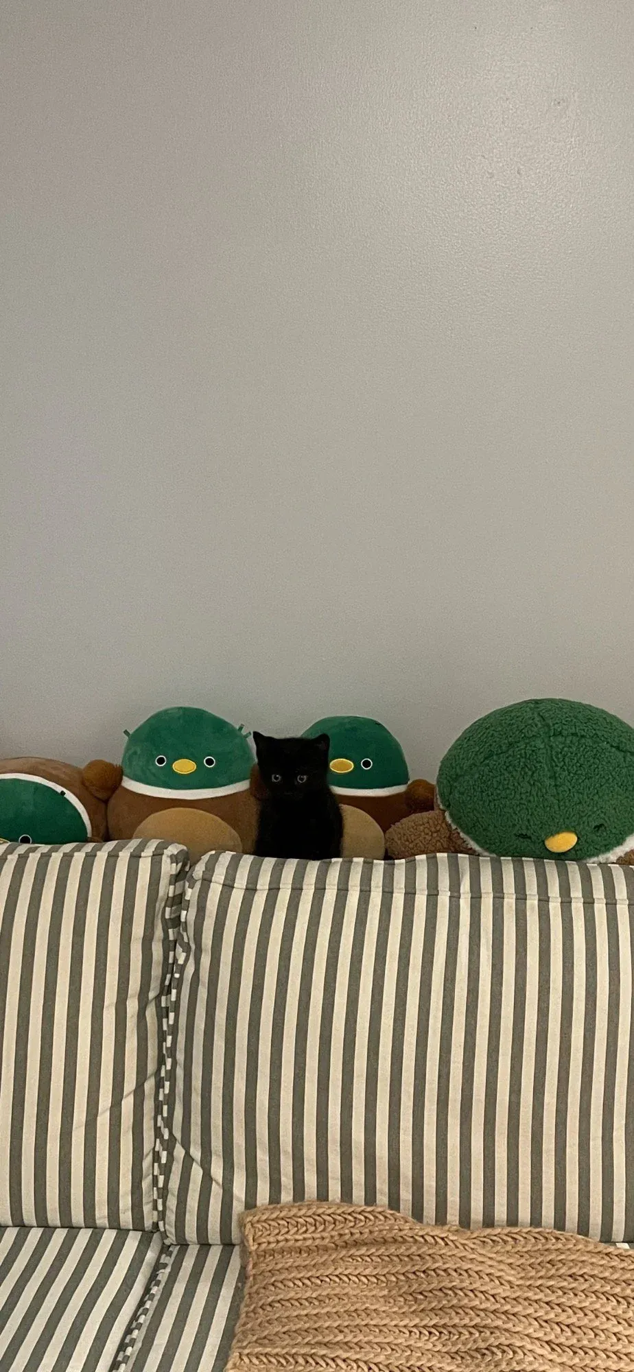 «День, когда мы принесли Ньюмана домой».