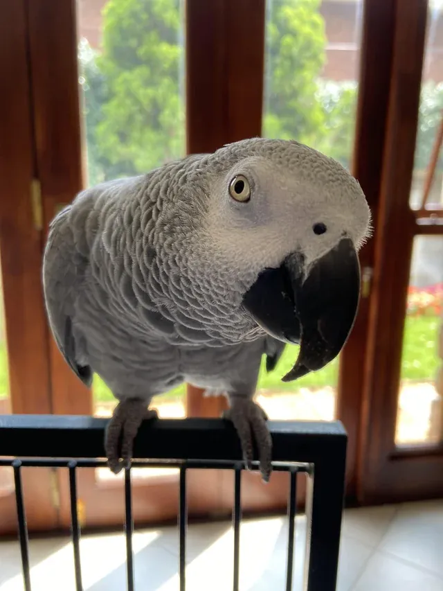 «Это Пепер. Я должен был позаботиться о нем всего лишь неделю. Спустя 2 года его владелец так и не пришел за ним. Я очень привязался к нему и мое сердце будет разбито в тот день, когда его владелец решит, что хочет его вернуть».