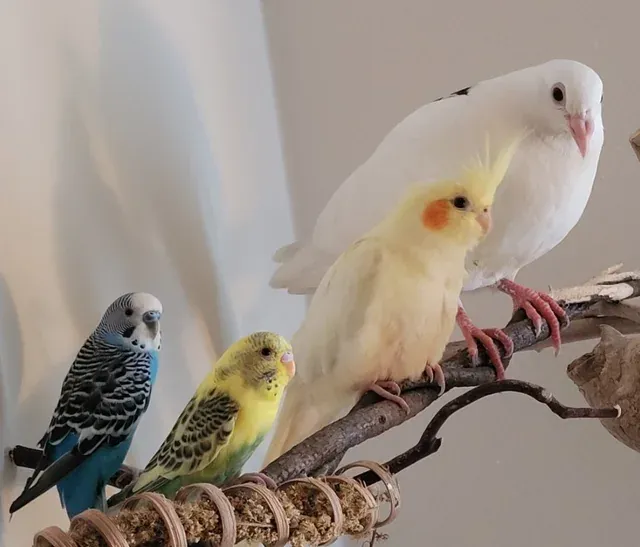 «Моя странная маленькая стайка выстроилась, как обложка альбома».